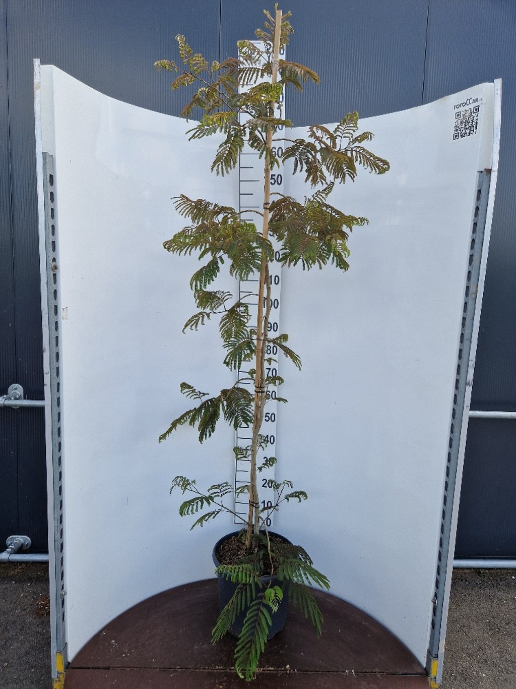 Albizia julibr. 'Chocolate Fountain'® - C20 175-200 CM